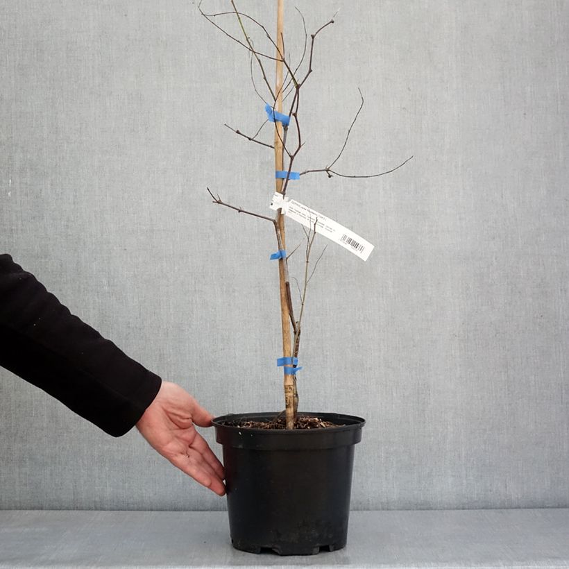 Example of Ziziphus jujuba Abundance - Jujubier Pot de 3L/4L as you get in hiver