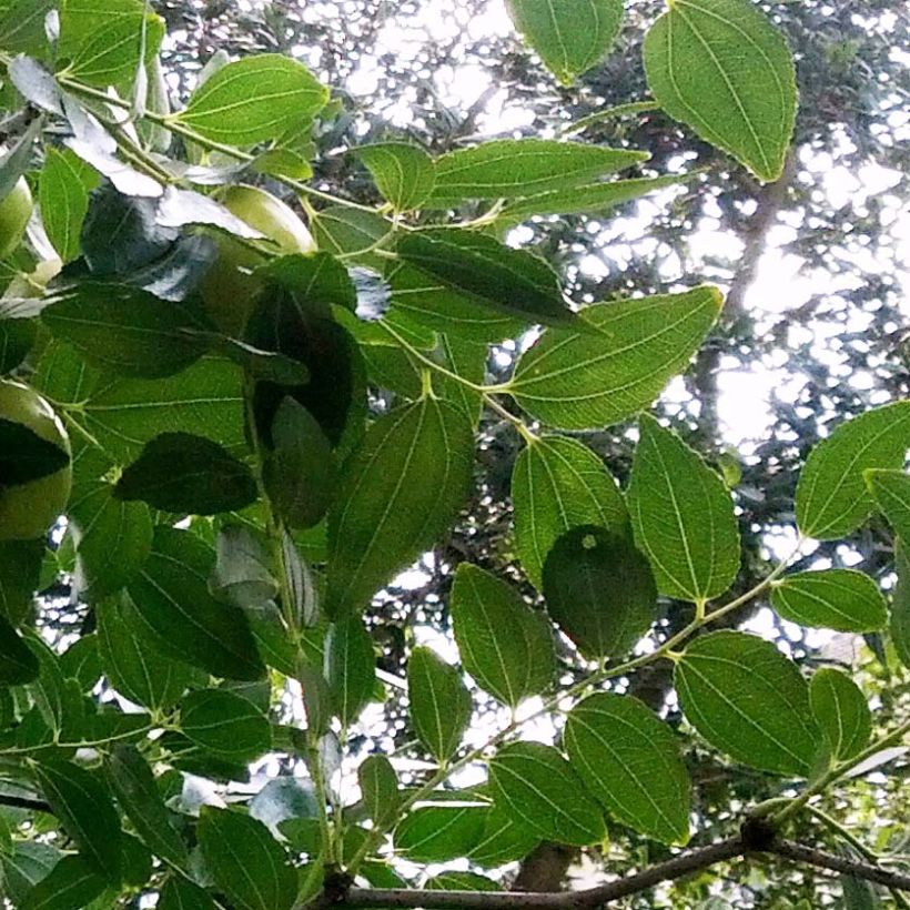 Ziziphus jujuba Li - Jujubier à gros fruits (Foliage)