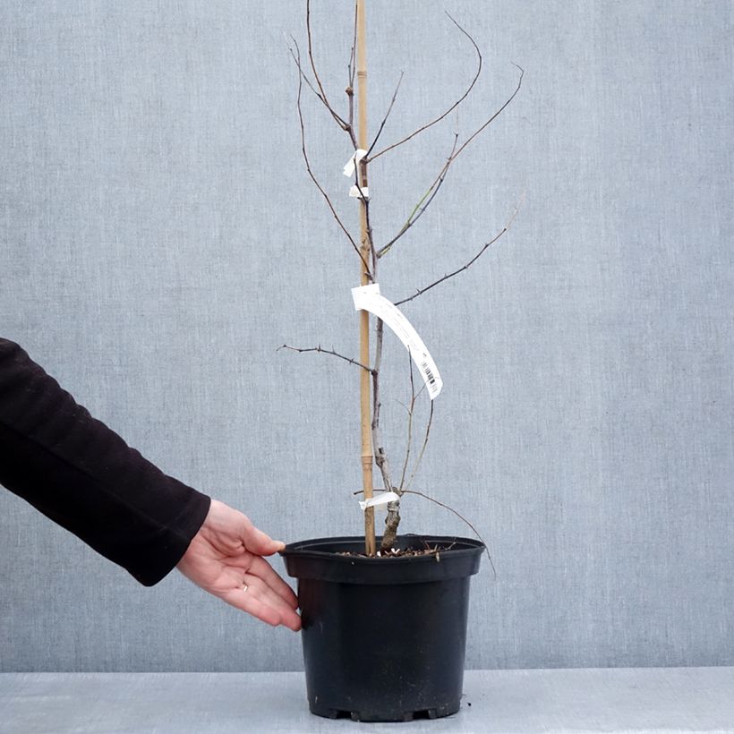 Example of Ziziphus jujuba Li - Jujubier à gros fruits Pot de 2L/3L, Buisson as you get in printemps