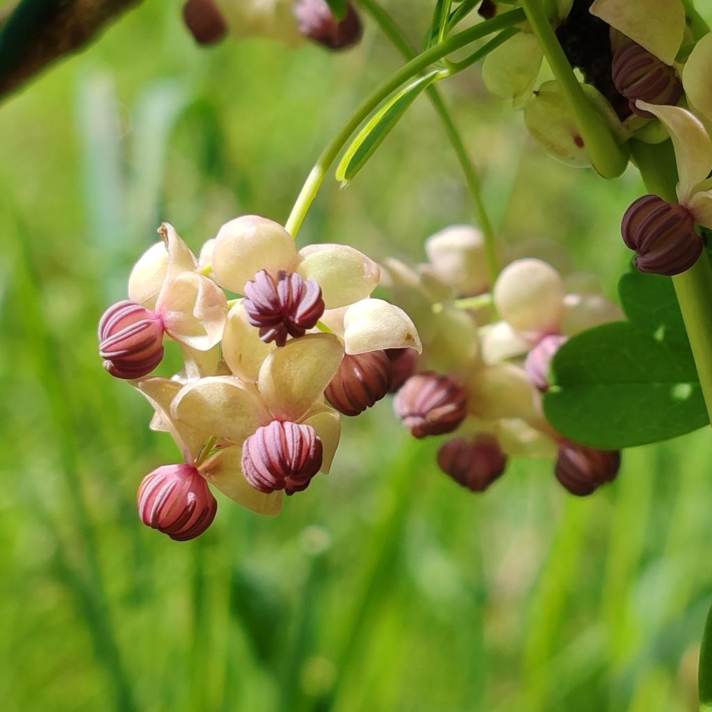 Akebia quinata Cream Form