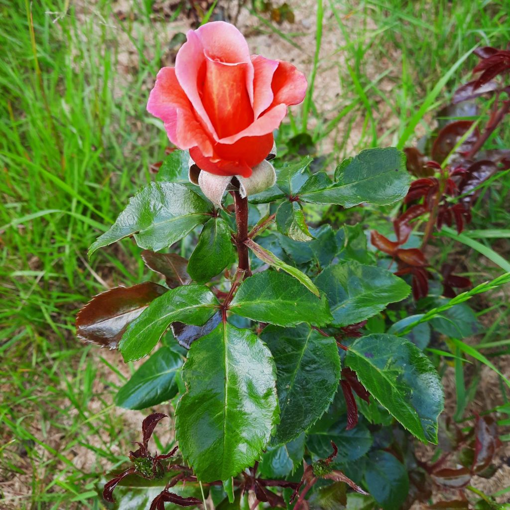 Rosier à grandes fleurs Parfum de Loire