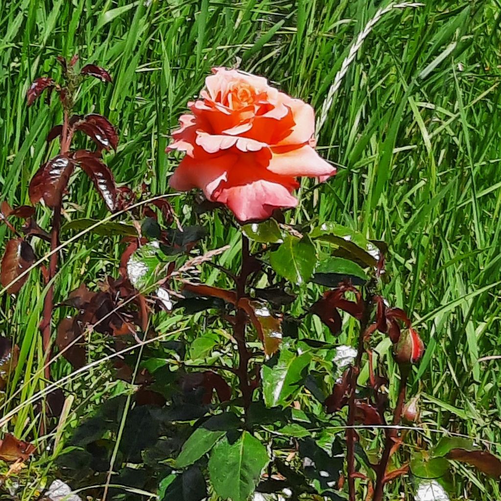 Rosier à grandes fleurs Parfum de Loire