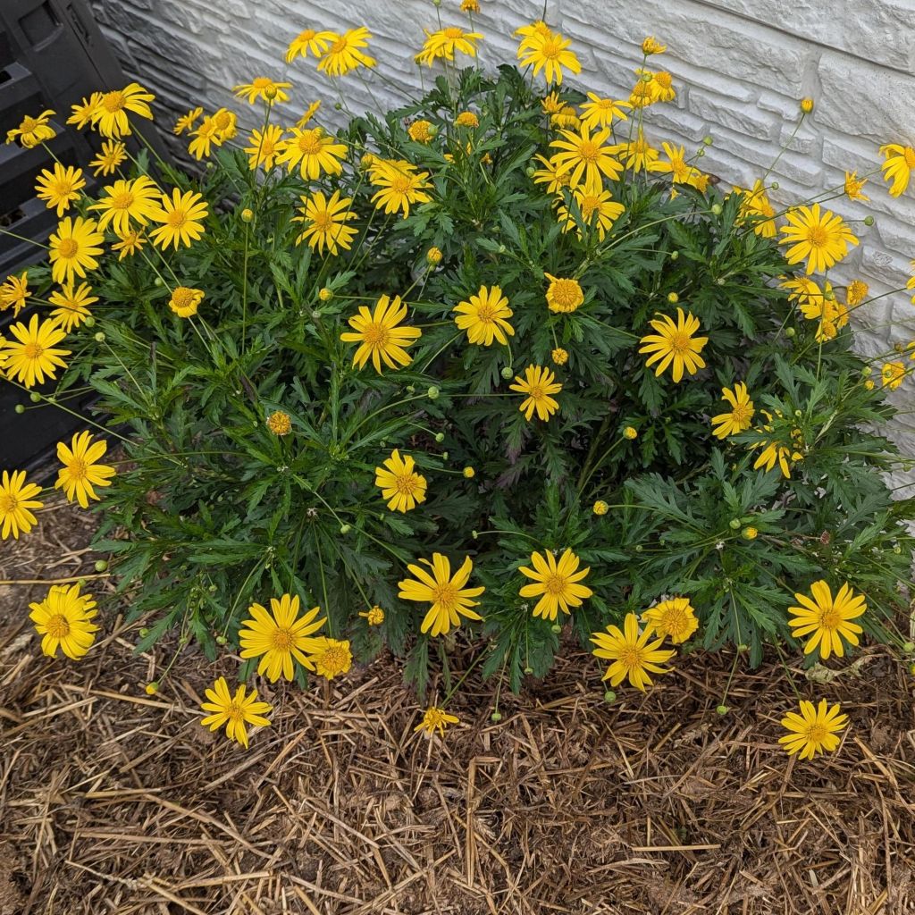 Euryops chrysanthemoides - Marguerite de la savane.