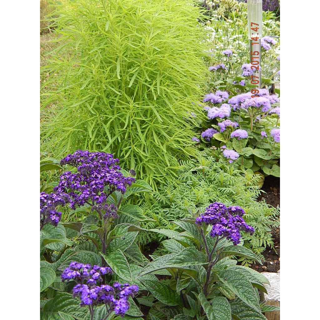 Graines d'Héliotrope du Pérou Marine