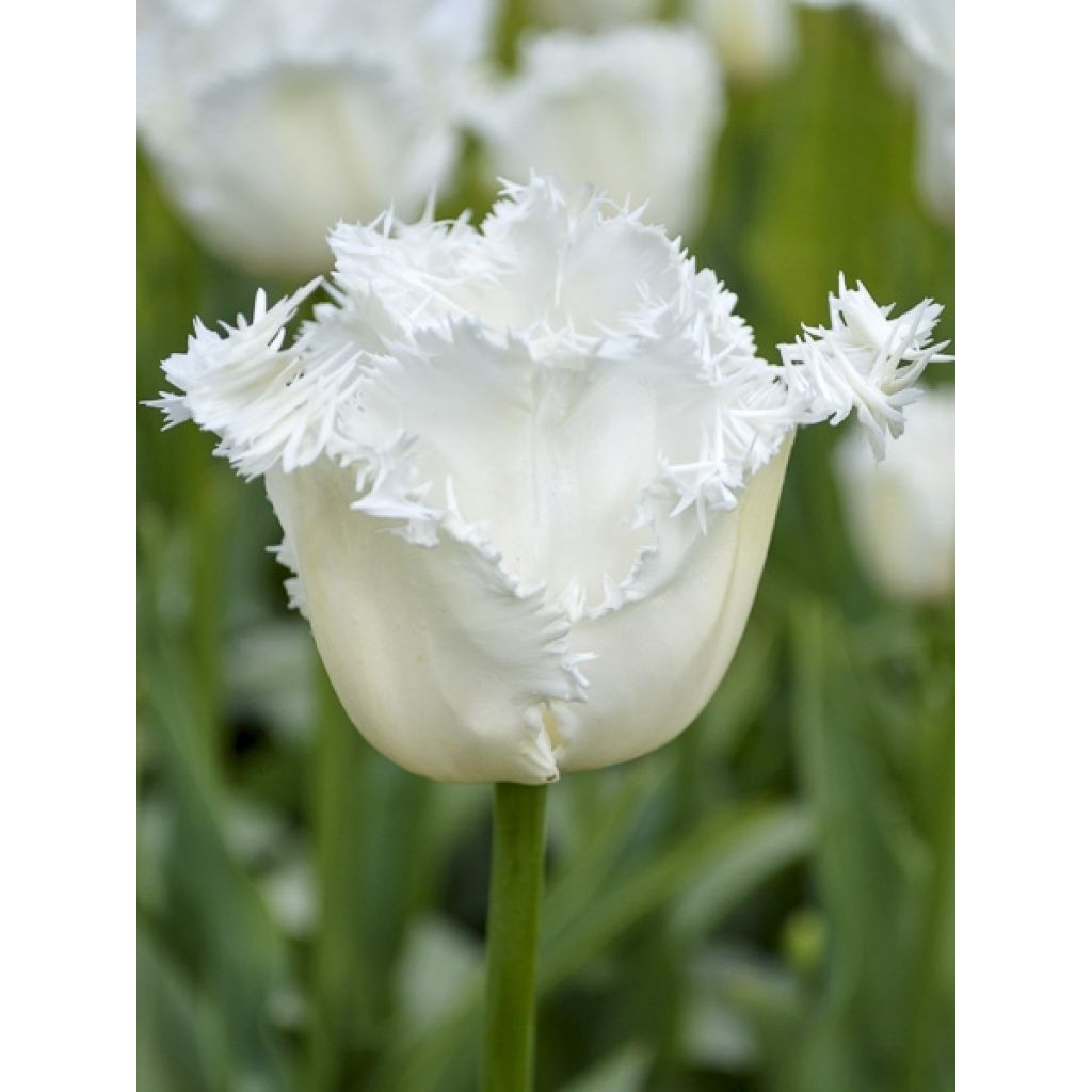 Tulipe dentelée Daytona