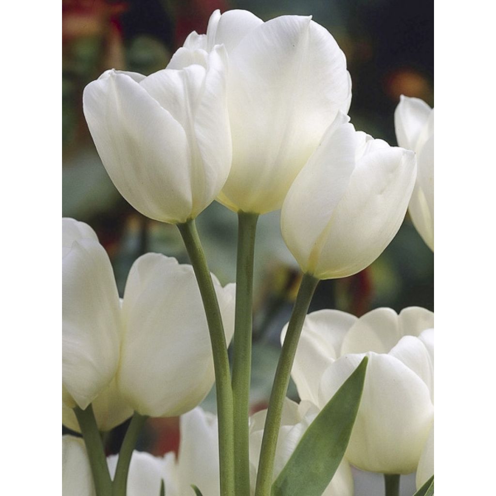 Tulipe pluriflore Weisse Berliner