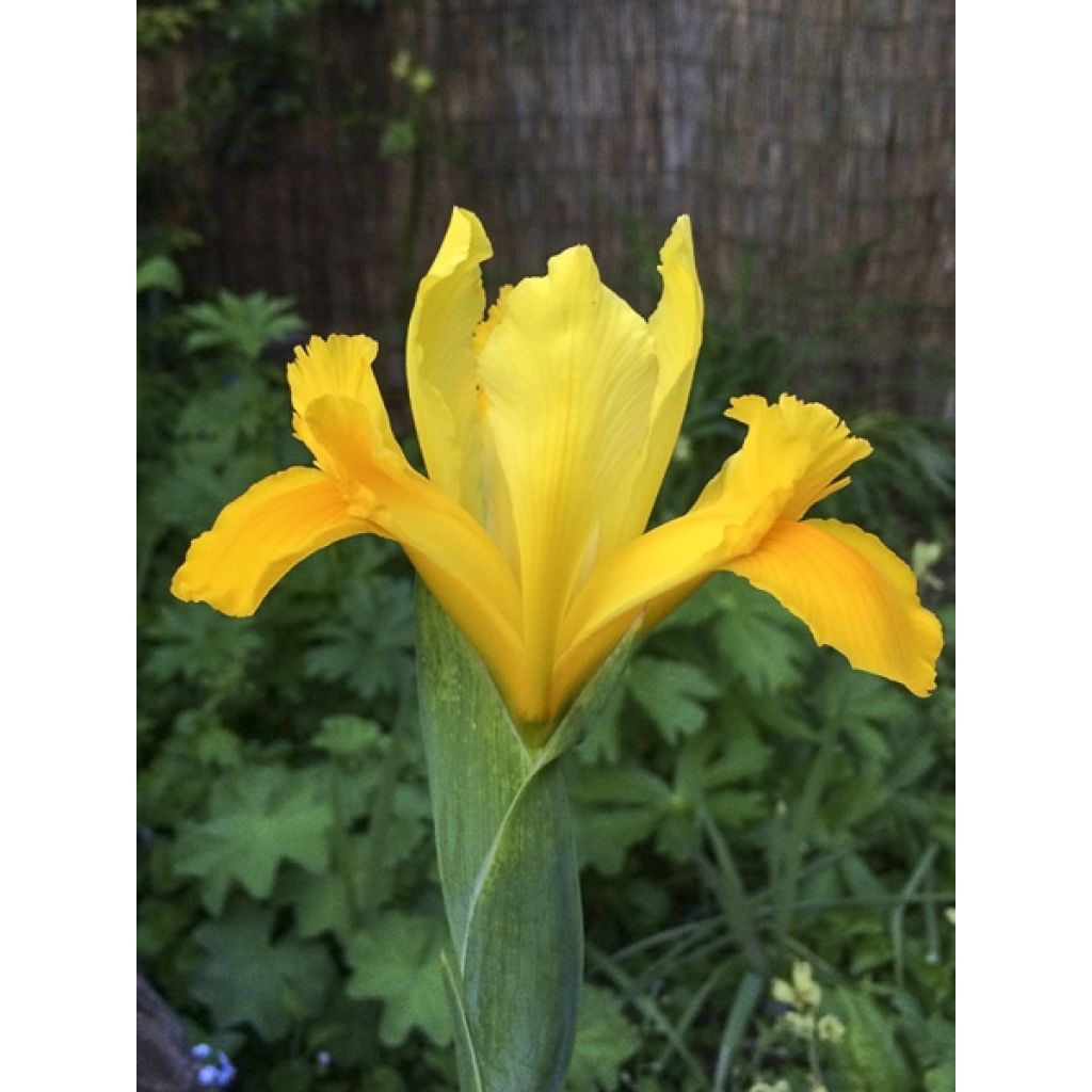 Iris de Hollande Royal Yellow