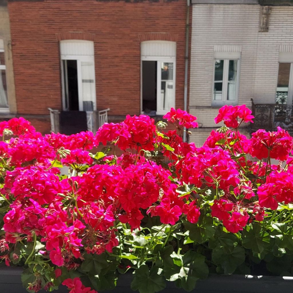 Géranium lierre double BIG 5 Neon Pink - Pelargonium peltatum 