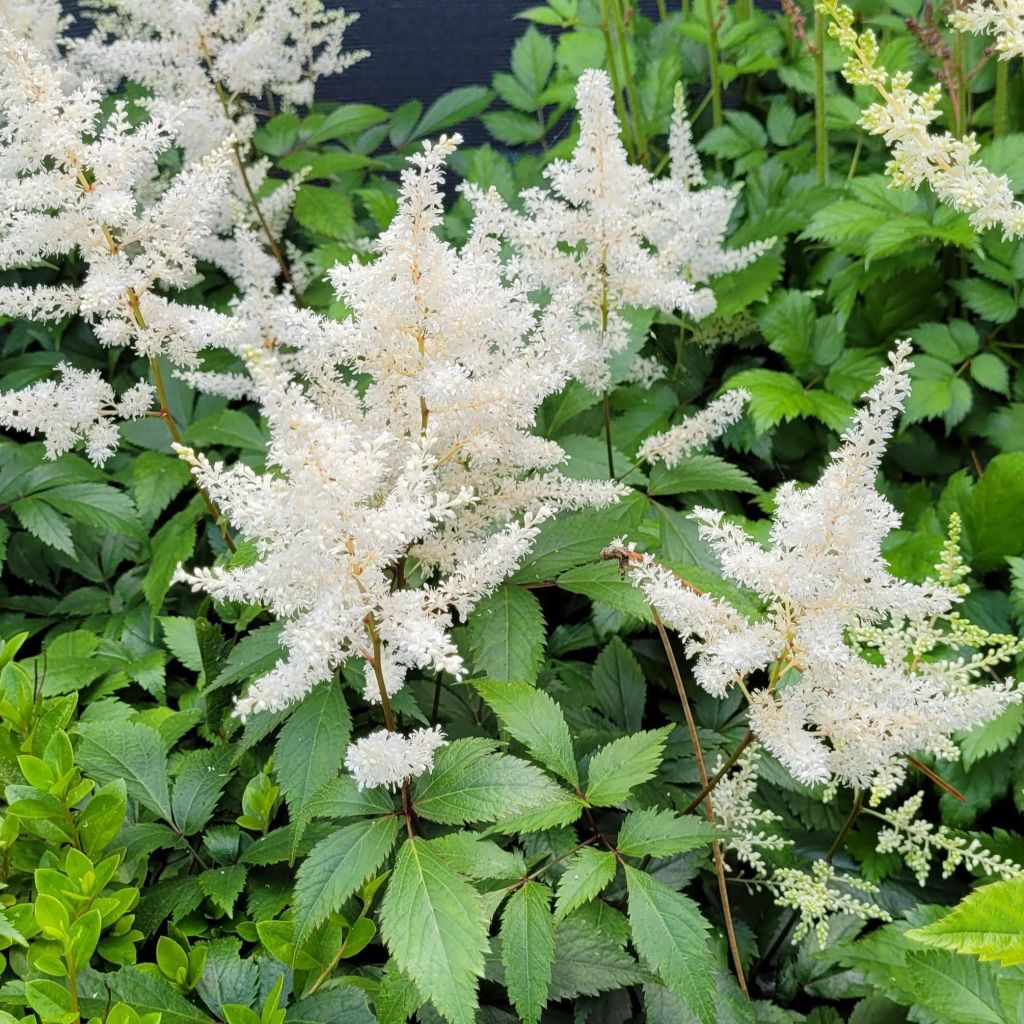 Astilbe arendsii Diamant
