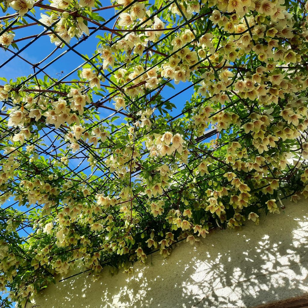 Clématite Christmas Surprise - Clematite de Noël