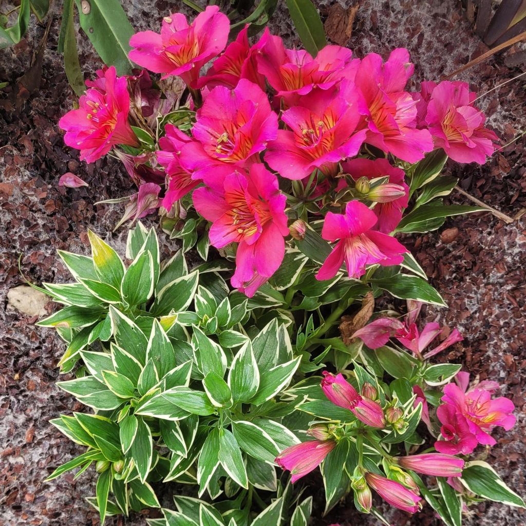 Alstroemeria River Valley - Lys des Incas