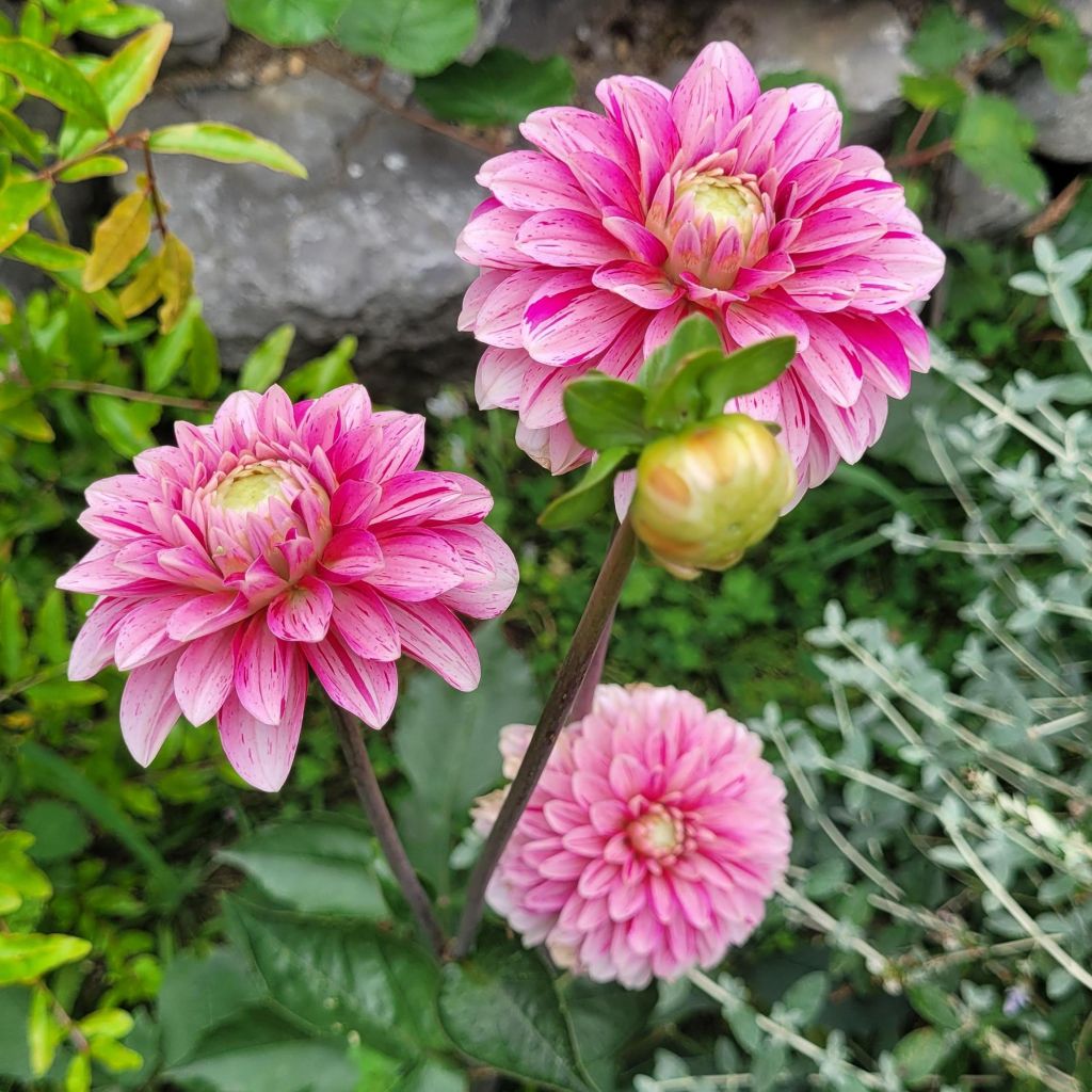 Dahlia décoratif Strawberry Cream