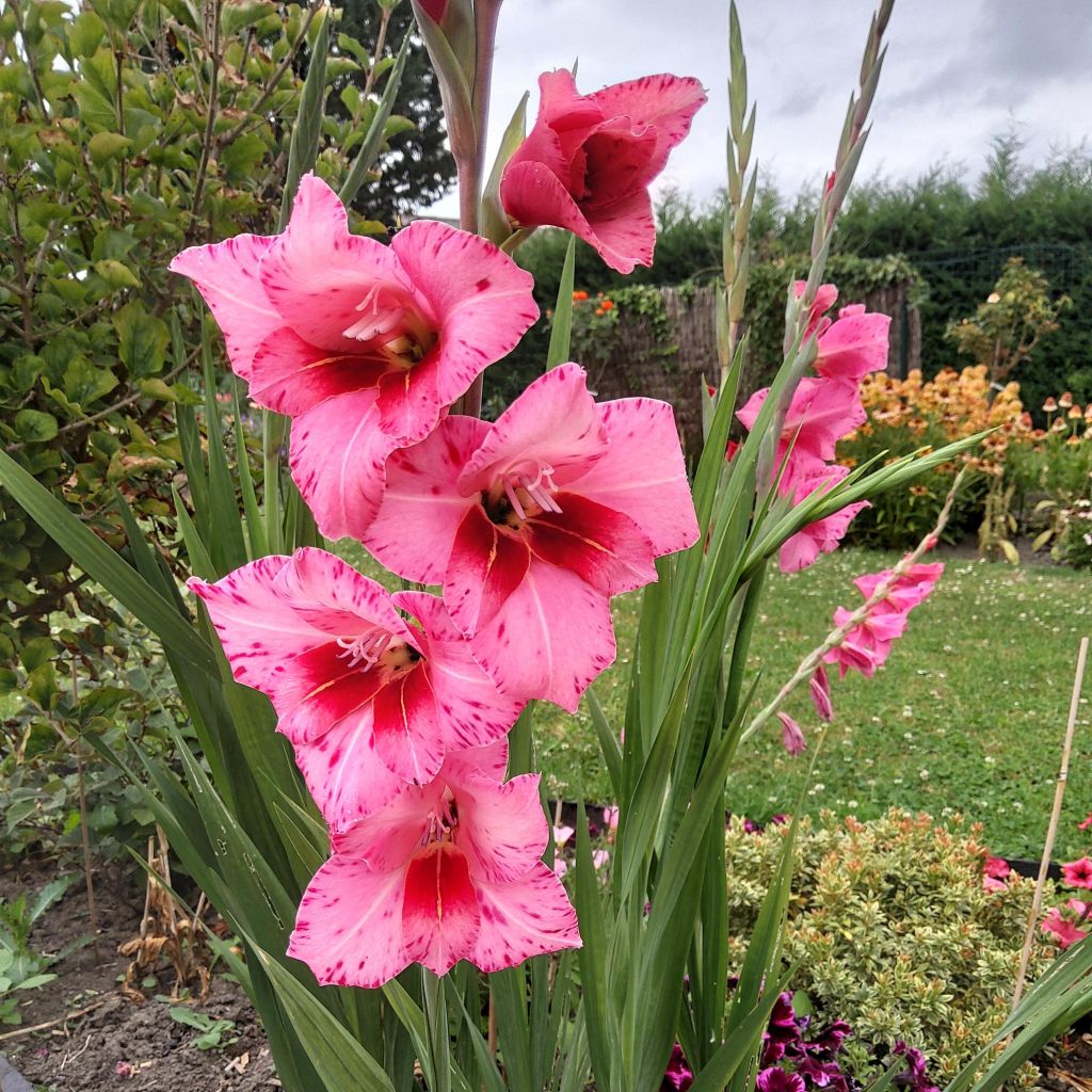 Glaïeul tubergenii Bibi
