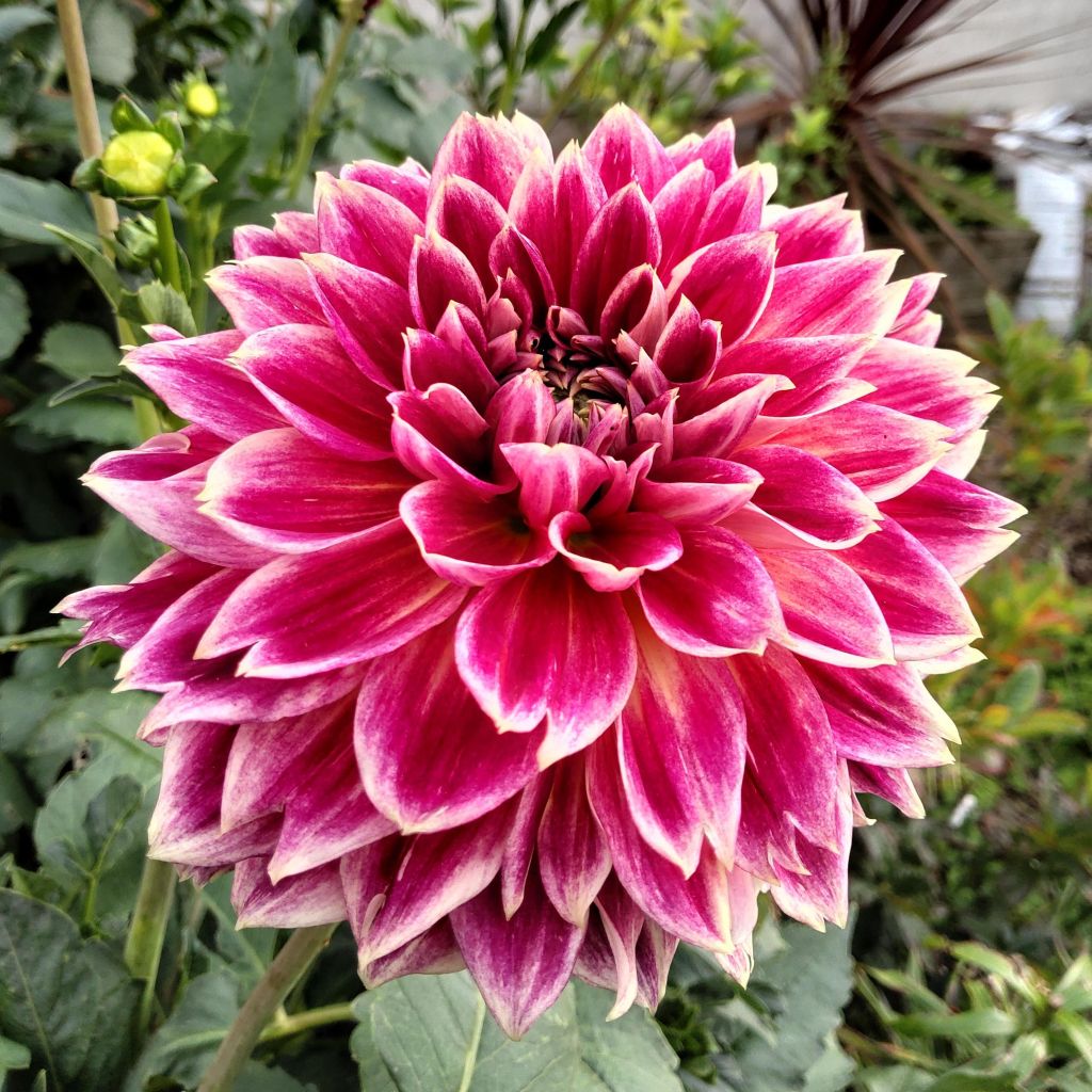 Dahlia Temple of Beauty
