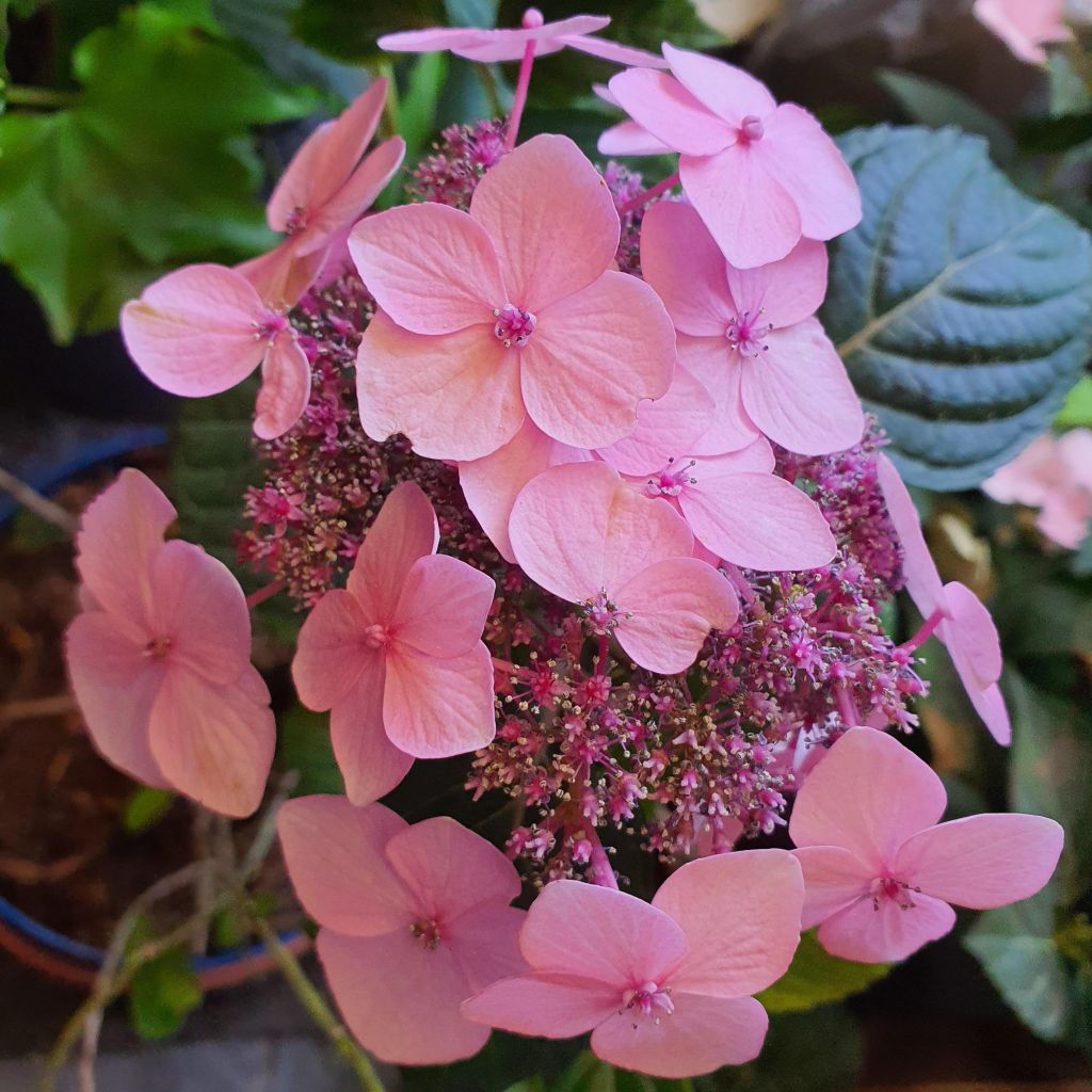 Hortensia - Hydrangea Endless Summer Pop Star (rose)