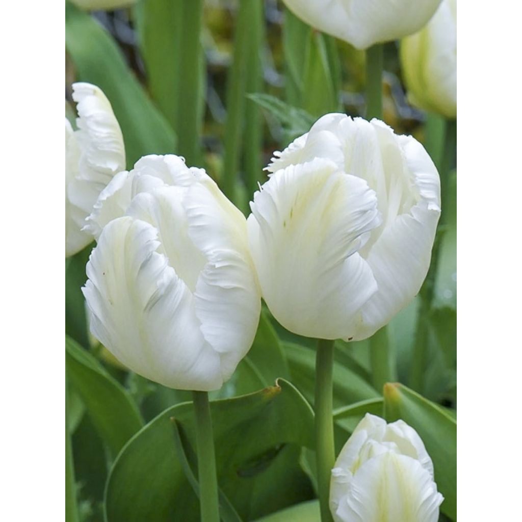 Tulipe perroquet Madonna