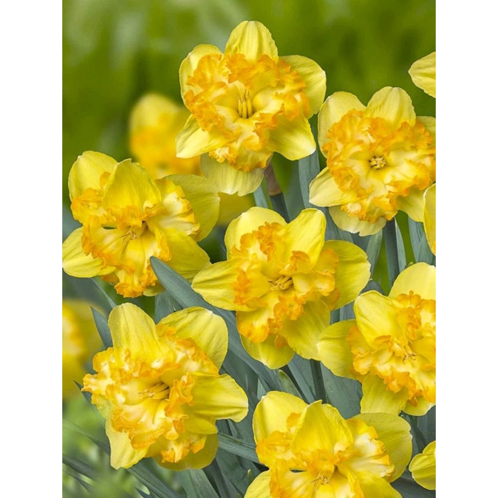 Narcisse Blazing Starlet