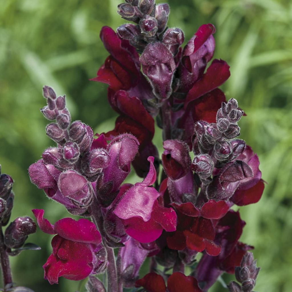 Graines de Muflier Black Prince - Antirrhinum majus
