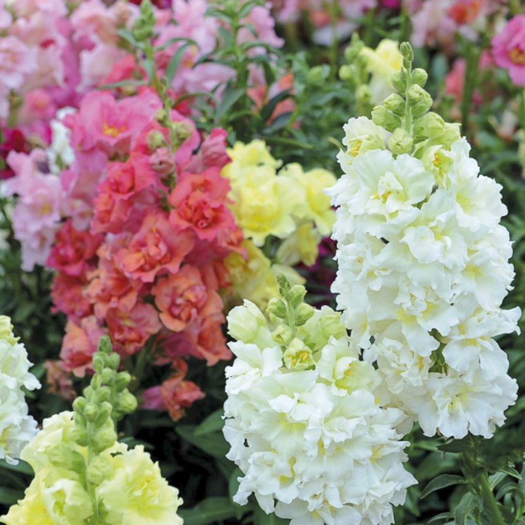 Graines de Muflier Double Madame Butterfly Mixed - Antirrhinum majus