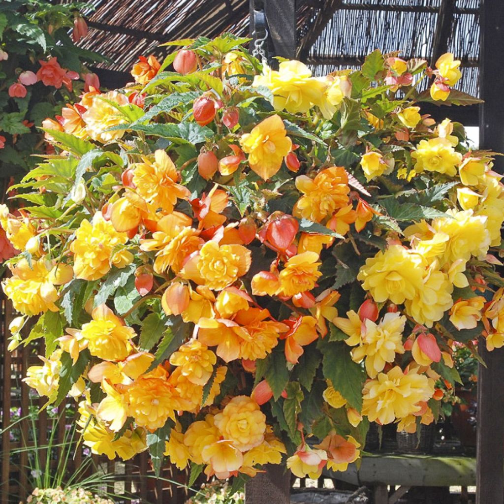 Graines de Bégonia retombant Apricot Shades Improved F1 - Begonia x tuberhybrida pendula