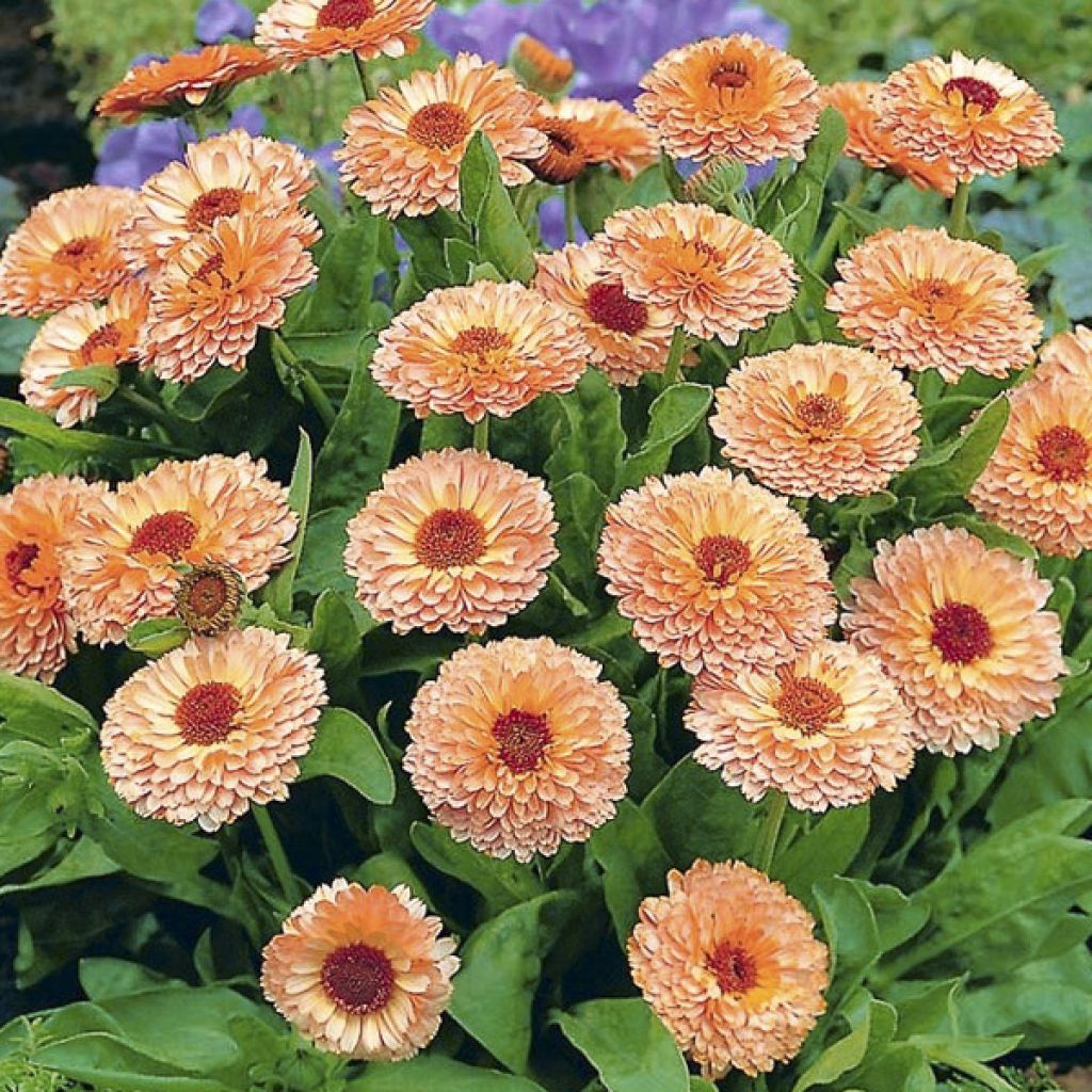 Graines de Calendula officinalis Pink Surprise - Souci des Jardins