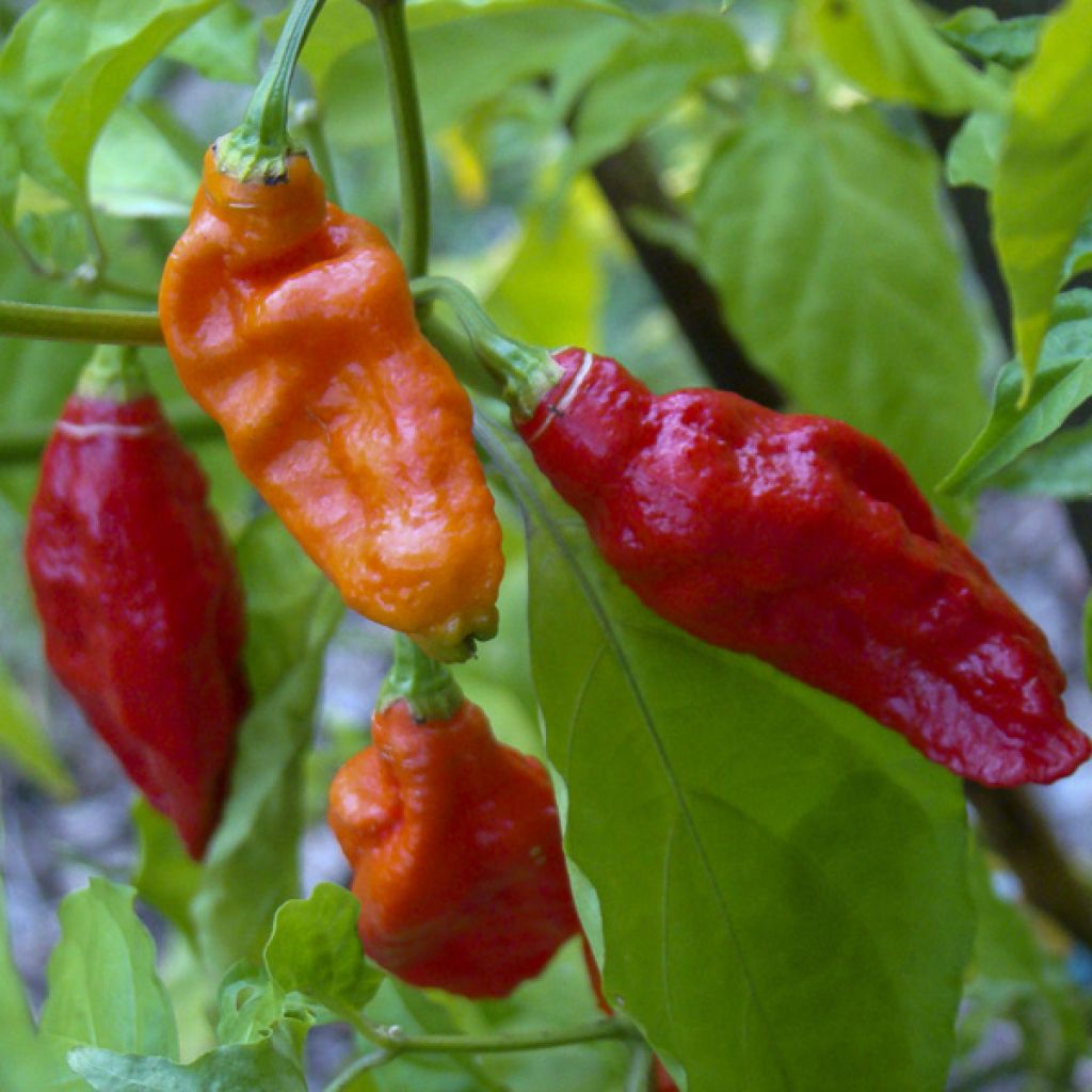 Piment Naga Jolokia - Capsicum annuum