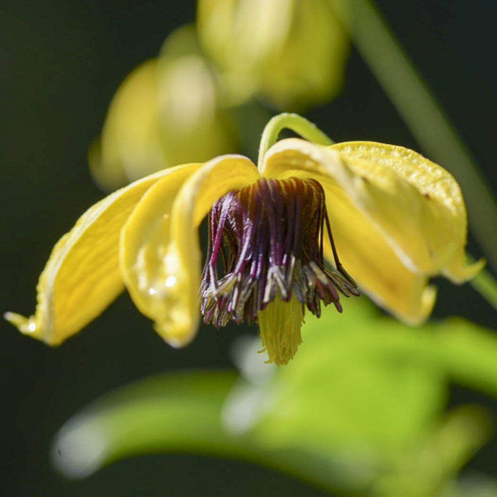 Clématite - Clematis tangutica Golden Harvest
