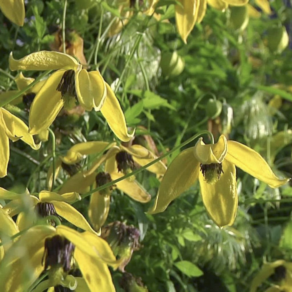 Clématite - Clematis tangutica Golden Harvest