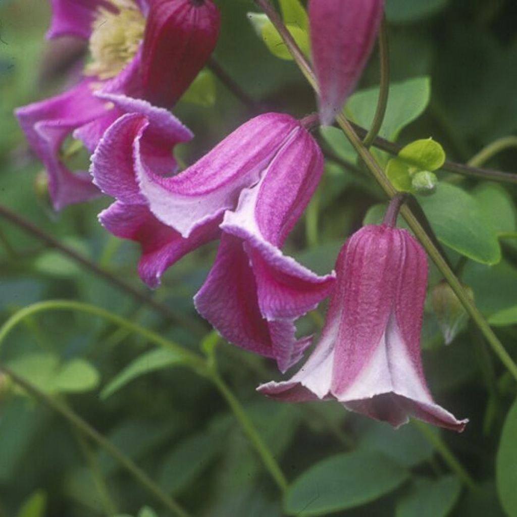 Clématite - Clematis viticella Etoile Rose