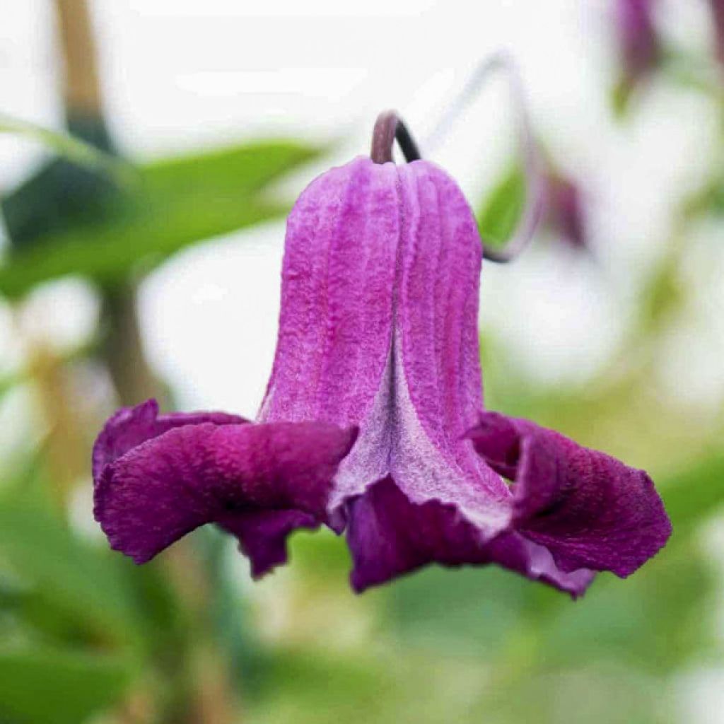 Clématite - Clematis viticella Queen Mother