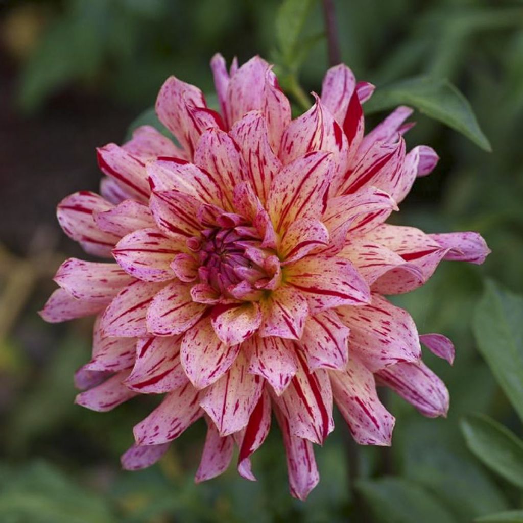 Dahlia Mingus Tony