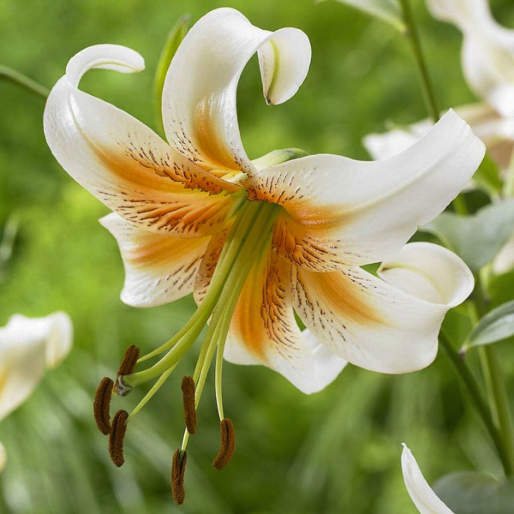 Lis hybride de henryi - Lilium Lady Alice