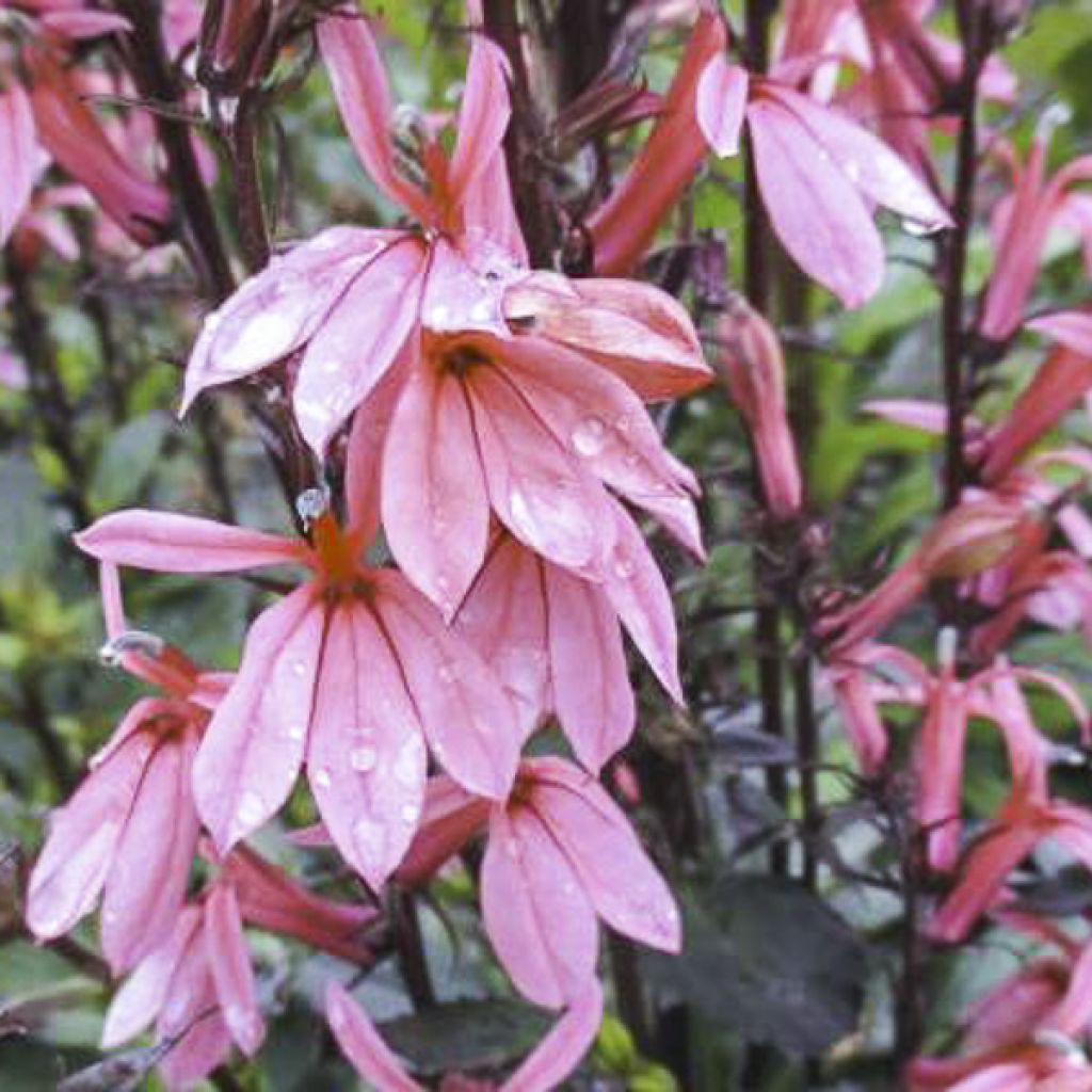 Lobelia speciosa Fan Orchid Rose