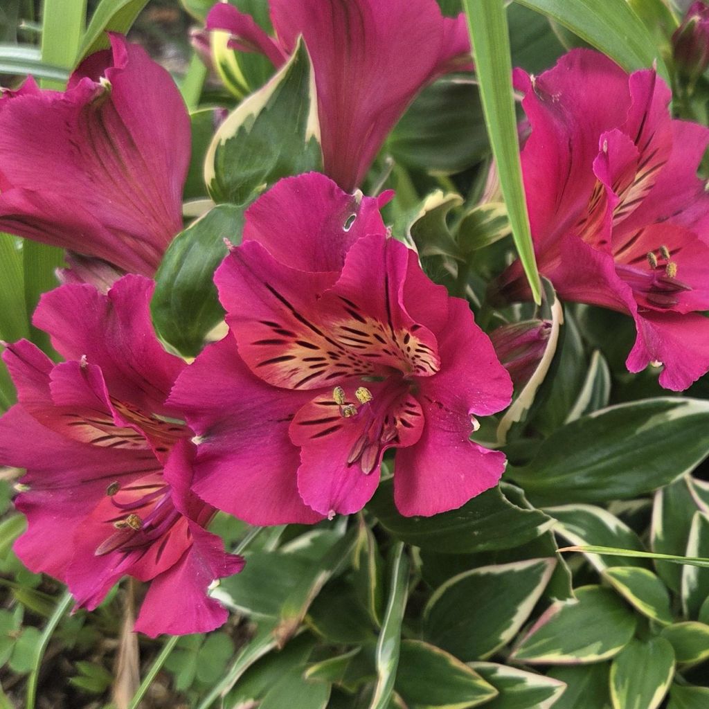 Alstroemeria River Valley - Lys des Incas