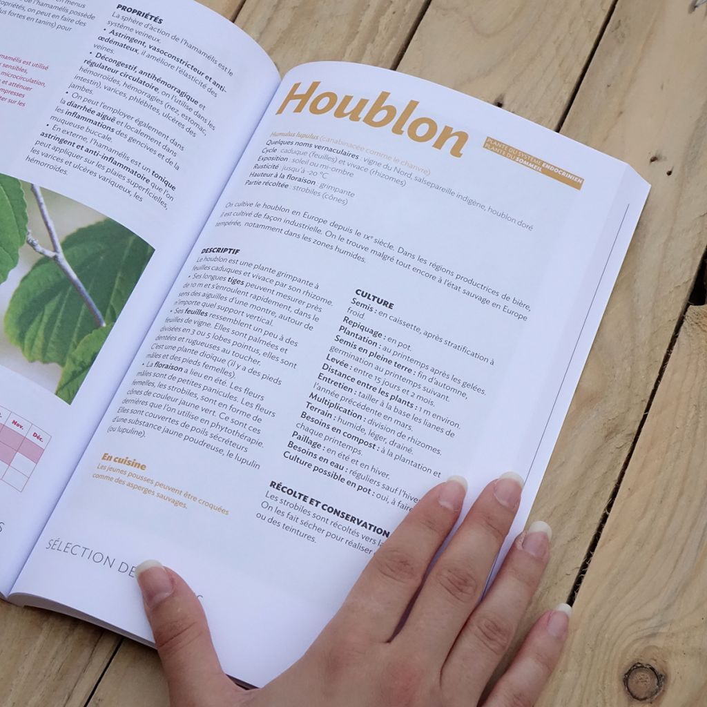 55 plantes médicinales dans mon jardin