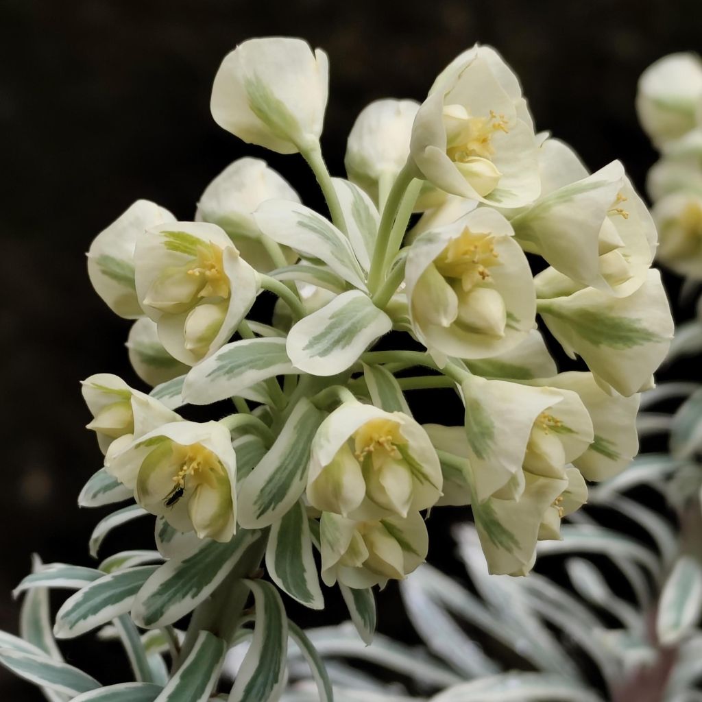 Euphorbia characias Tasmanian Tiger - Euphorbe panachée