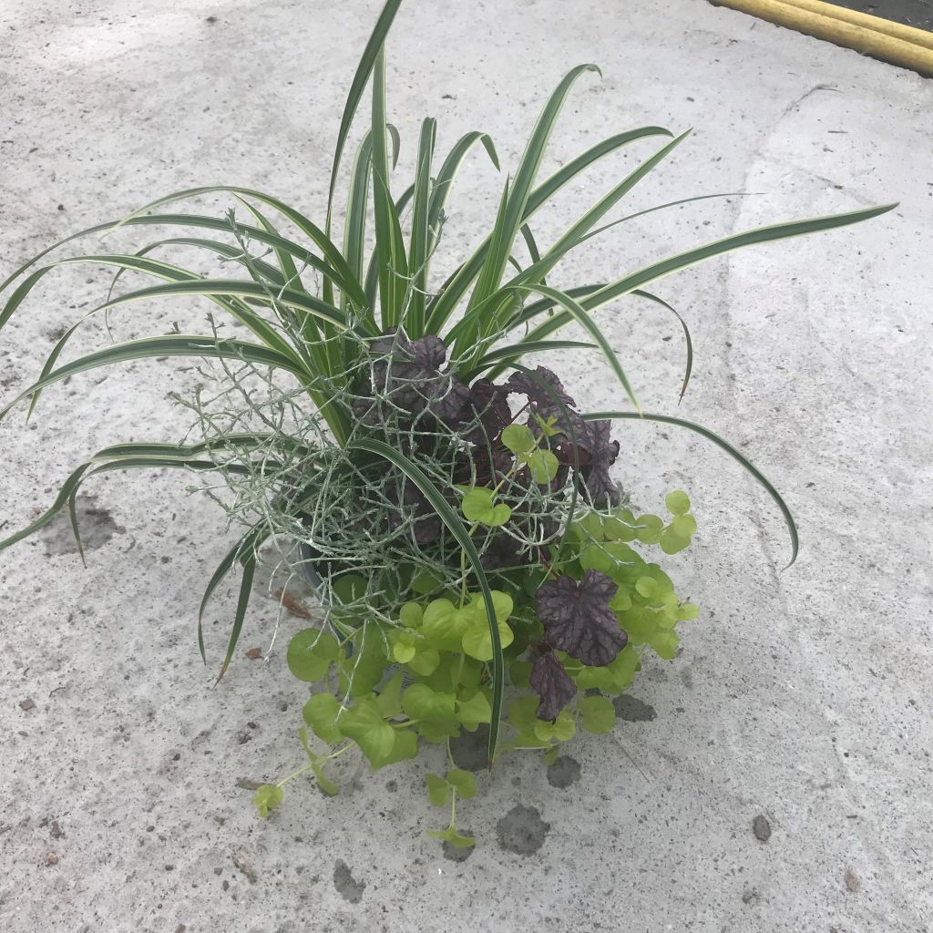 Composition Silent Sunday - composition de 4 plantes