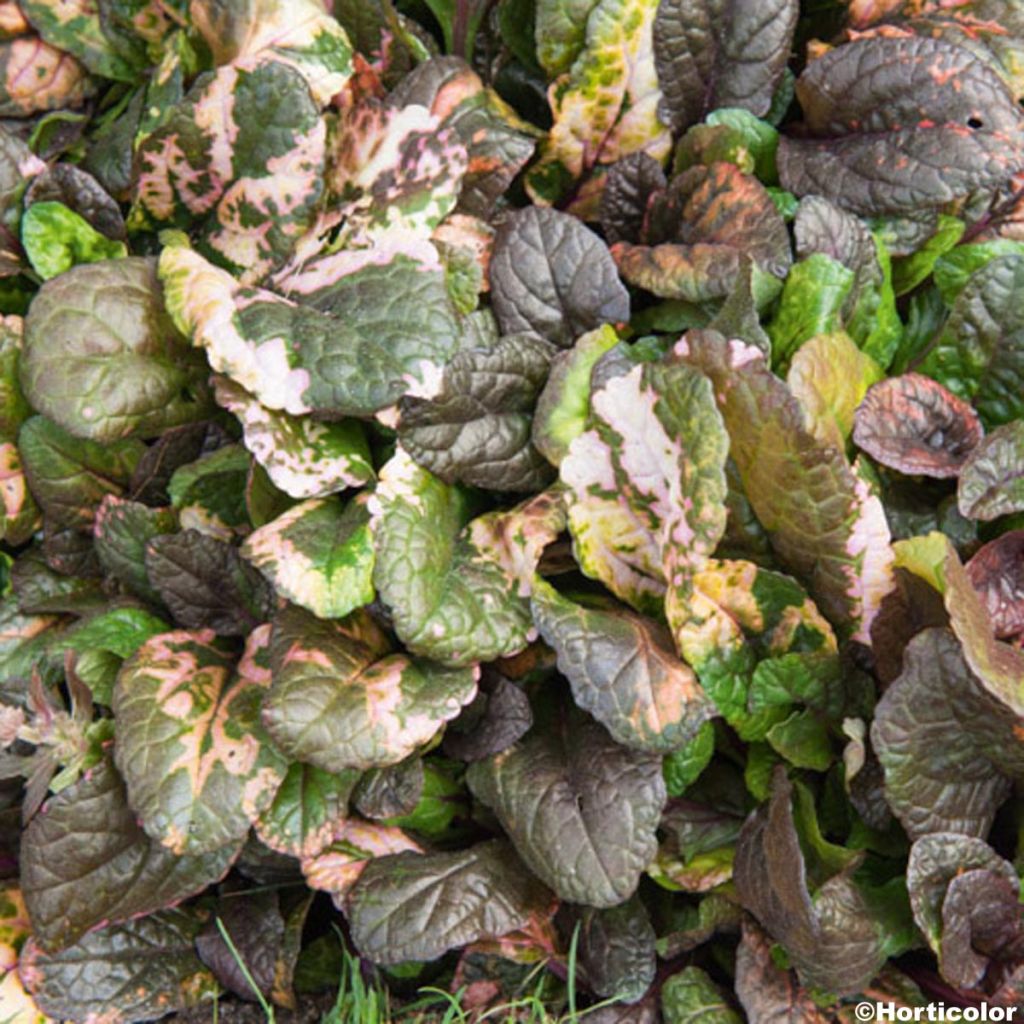 Bugle rampante, Ajuga reptans Multicolor