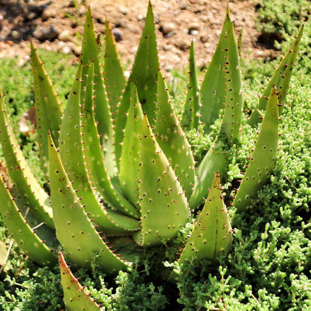 Aloès du Cap - Aloe ferox