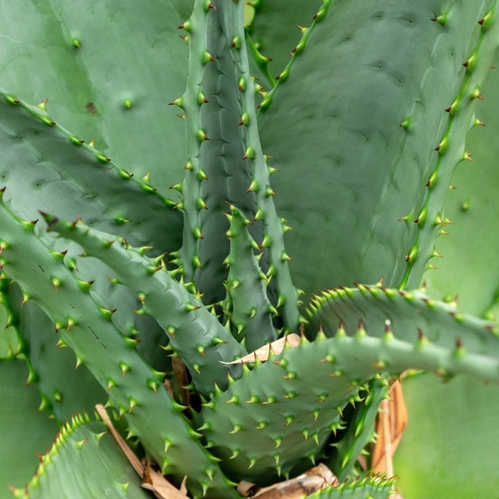 Aloès du Cap - Aloe ferox