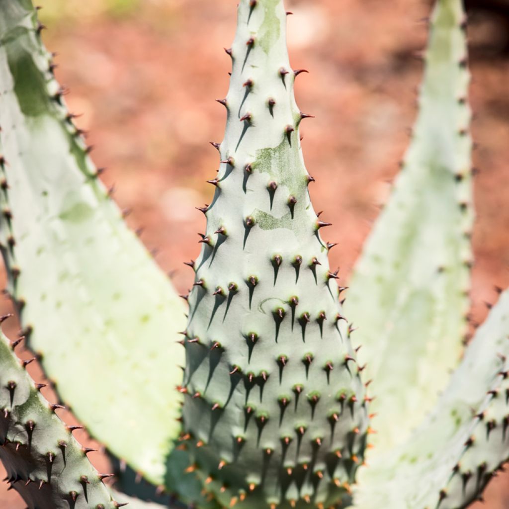 Aloès du Cap - Aloe ferox
