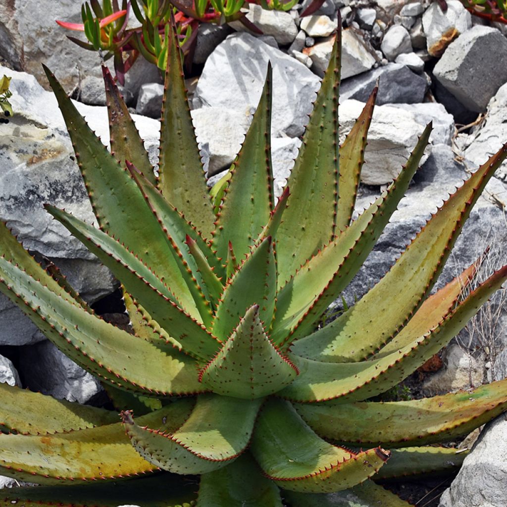 Aloès du Cap - Aloe ferox