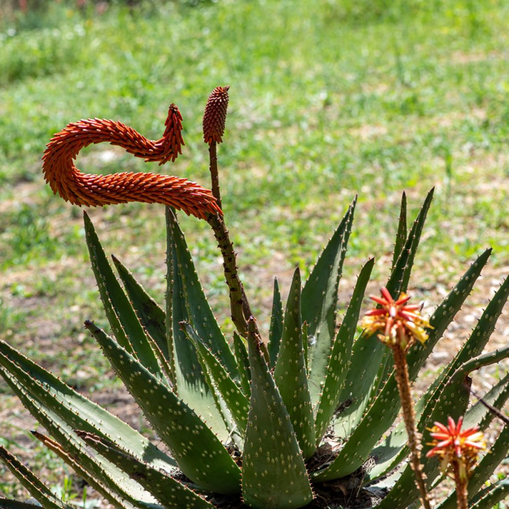 Aloès du Cap - Aloe ferox