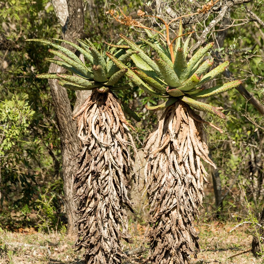 Aloès du Cap - Aloe ferox