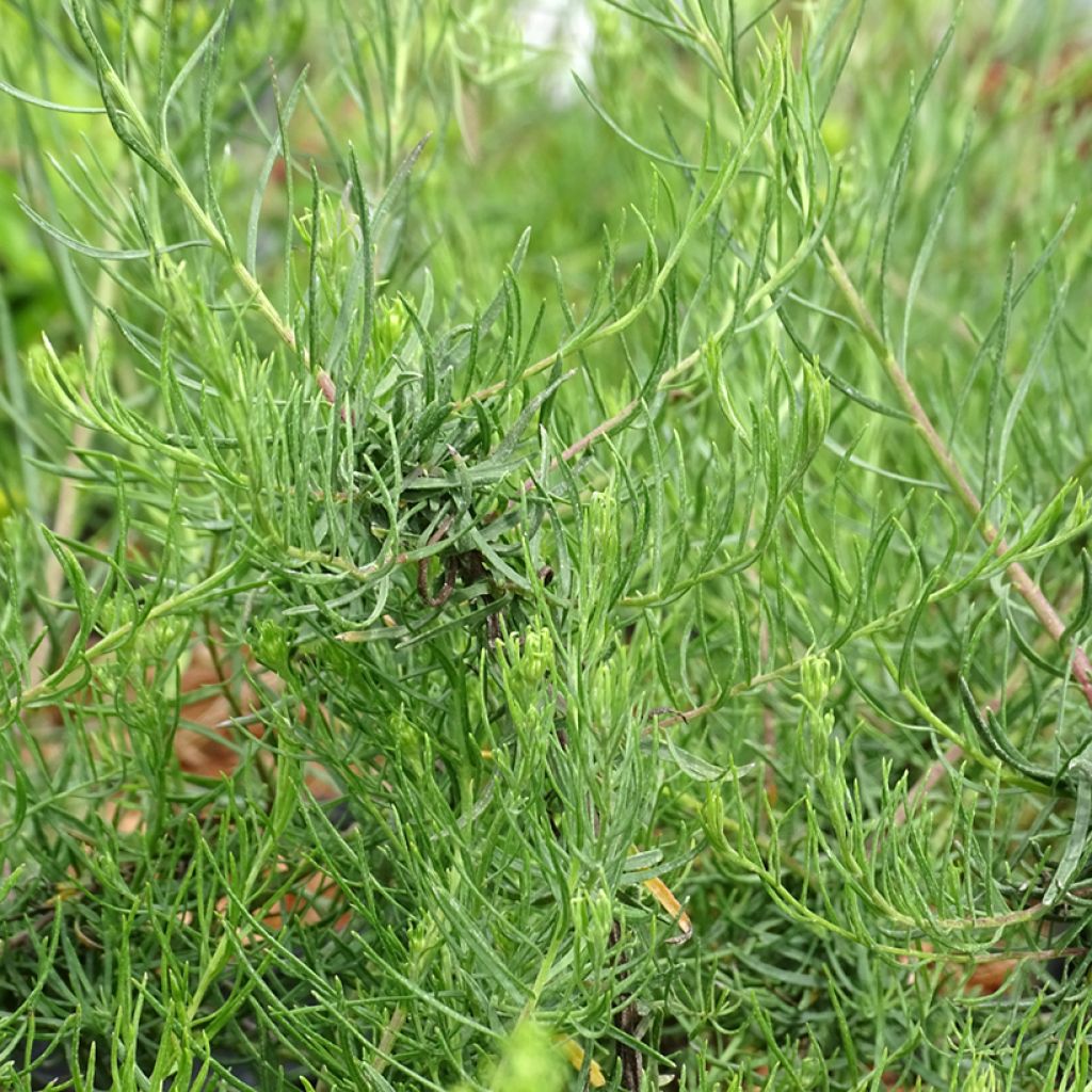 Aster linosyris - Aster d'automne