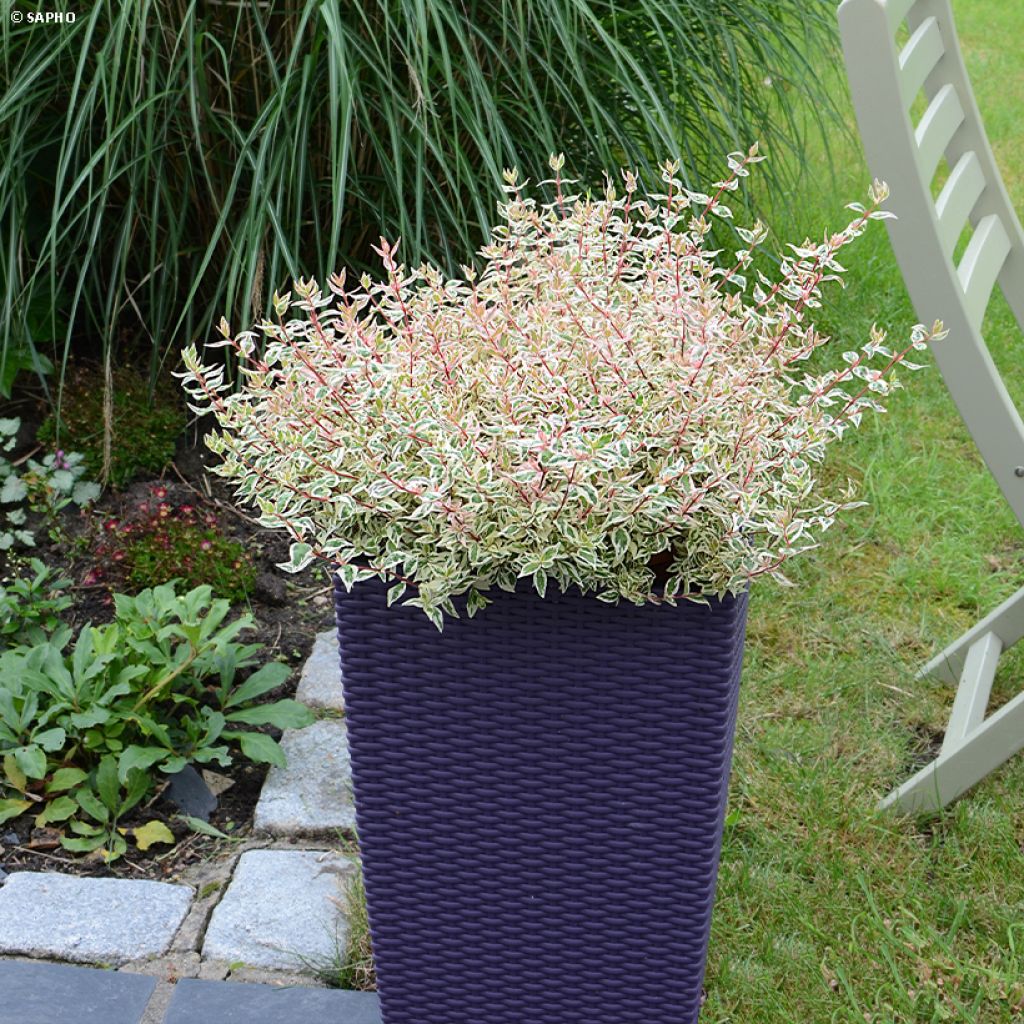 Abelia grandiflora Pink Lady - Abélia à grandes fleurs