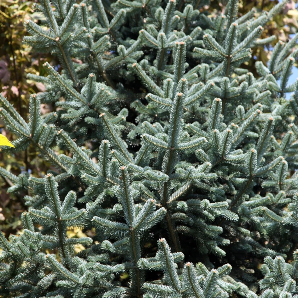 Sapin subalpin - Abies lasiocarpa Argentea