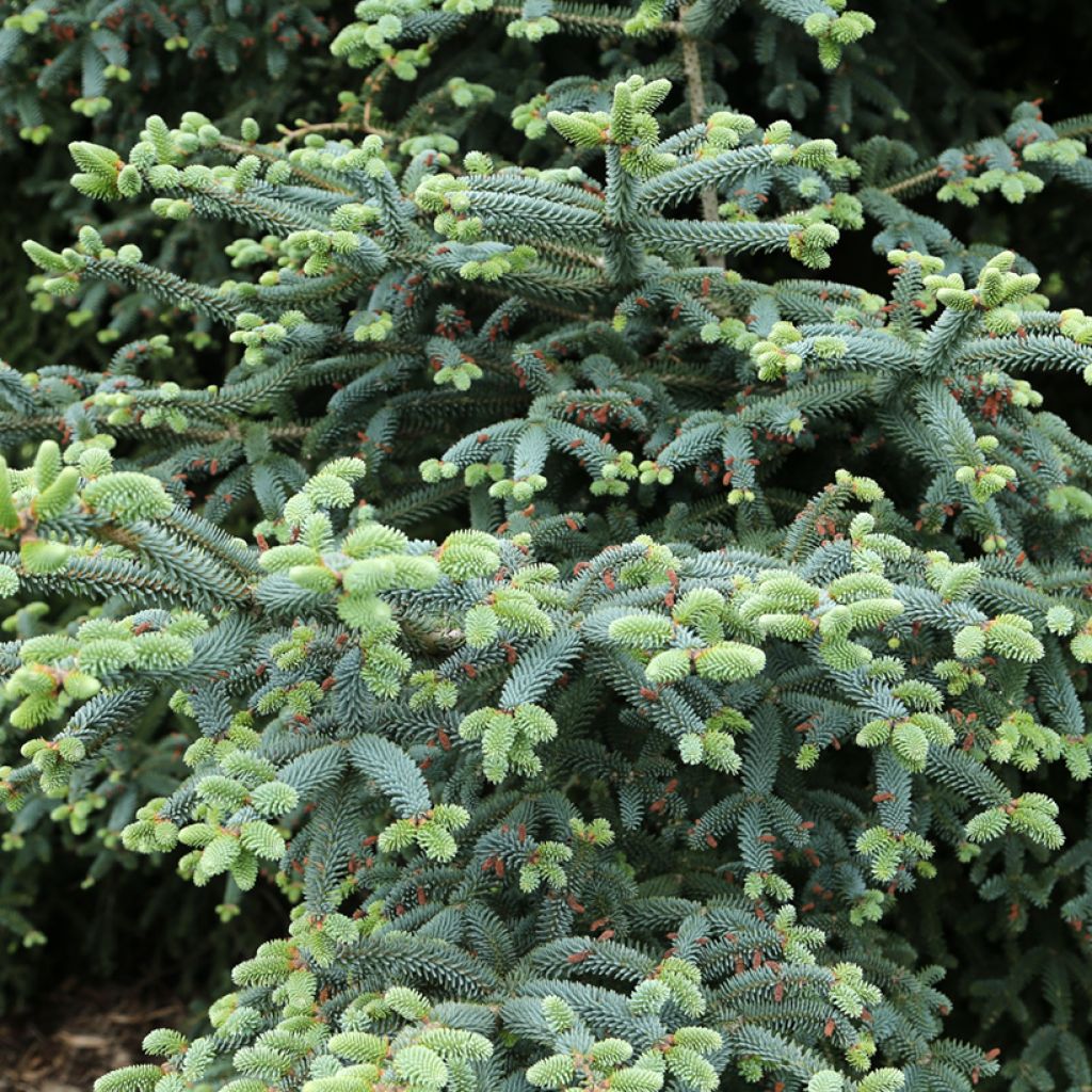 Sapin bleu d'Espagne - Abies pinsapo Glauca