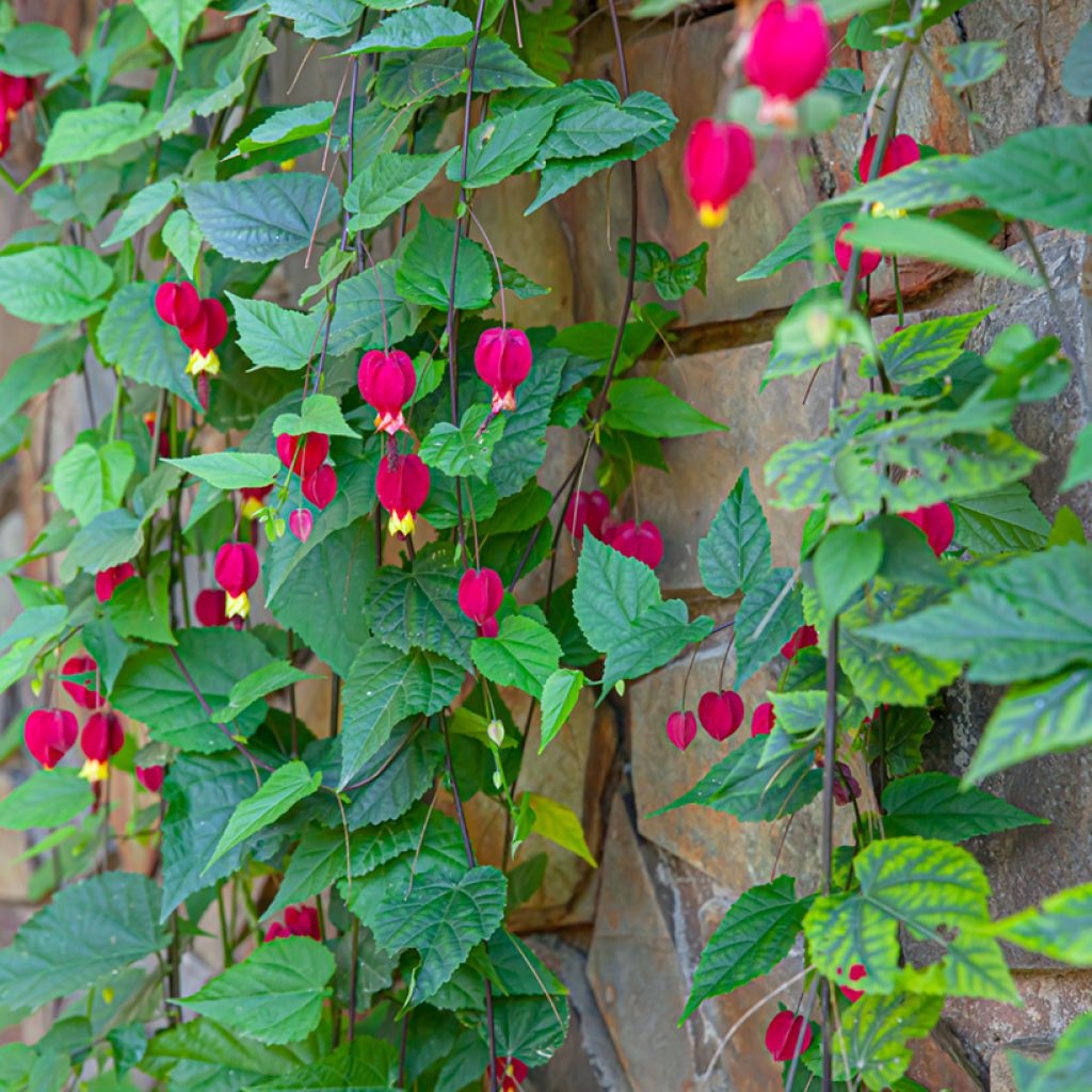 Abutilon megapotamicum - Abutilon du grand fleuve