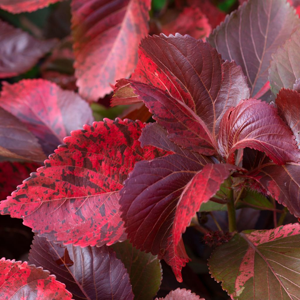 Acalypha godseffiana - Cancan